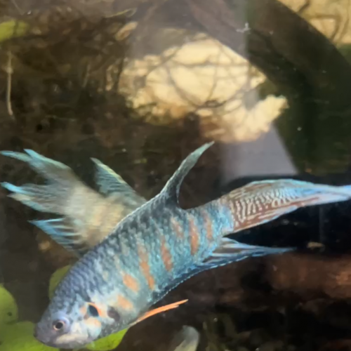 macropode opercularis