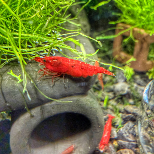 Neocaridina Bloody Mary