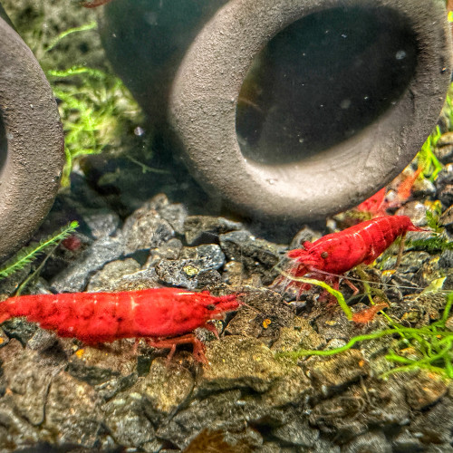 Neocaridina Bloody Mary