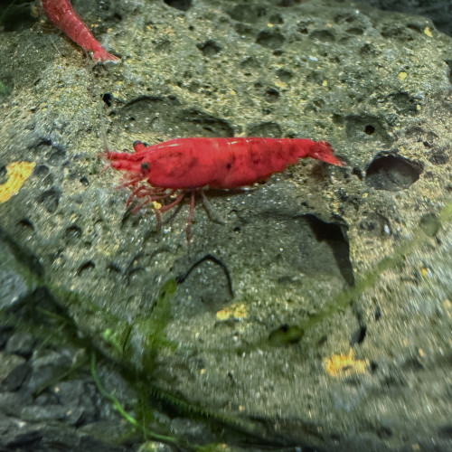 Neocaridina Bloody Mary