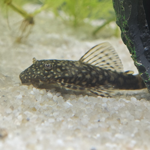 Don d'Ancistrus - poisson nettoyeur