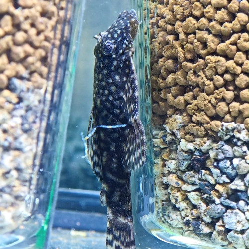 Don d'Ancistrus - poisson nettoyeur