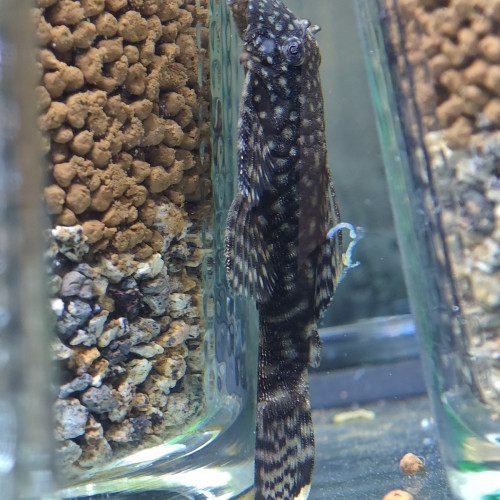 Don d'Ancistrus - poisson nettoyeur