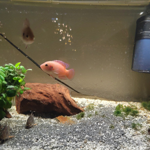 Couple de Trichogaster Lalius