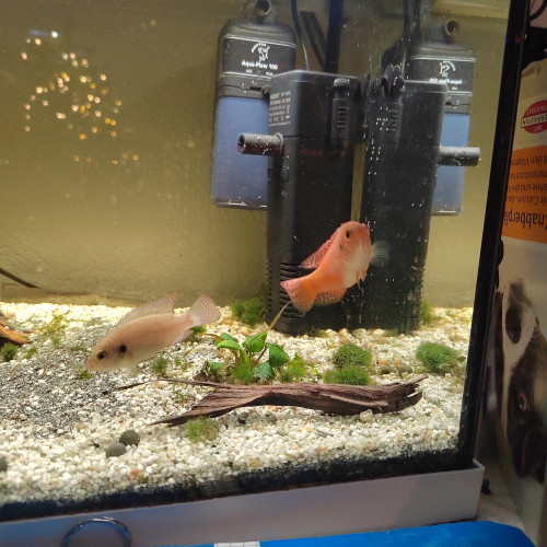 Couple de Trichogaster Lalius