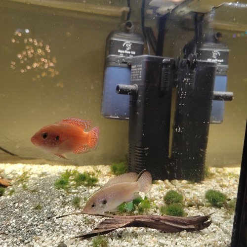 Couple de Trichogaster Lalius