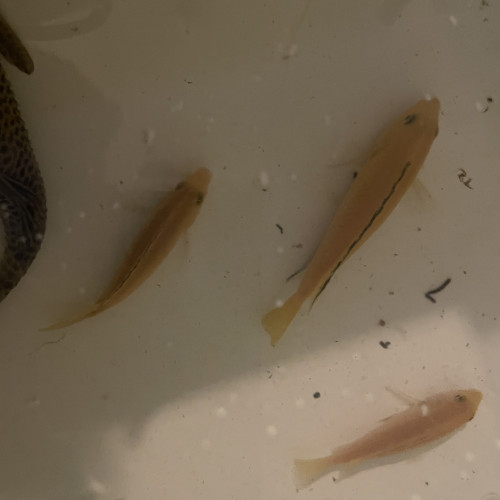 donne urgent cichlidés