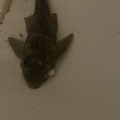 donne urgent cichlidés