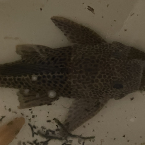 donne urgent cichlidés