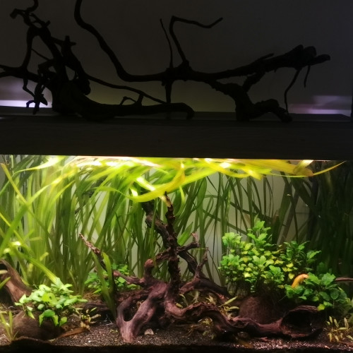 Vallisneria gigantea