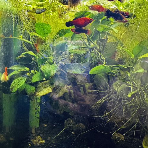 Guppy orange et gris