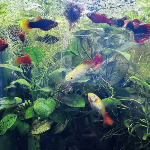 Platy rouges et multicolores