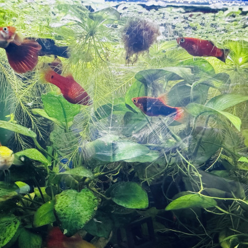 Platy rouges et multicolores