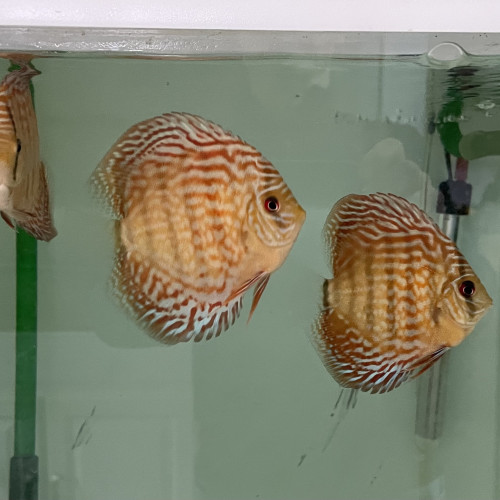 Discus