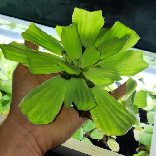 Pistia pied mère