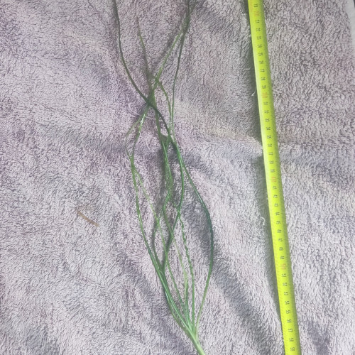 Crinium calamistratum