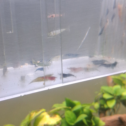 Crevette neocaridina grand lot de déclassé tout venant et couleur et taille