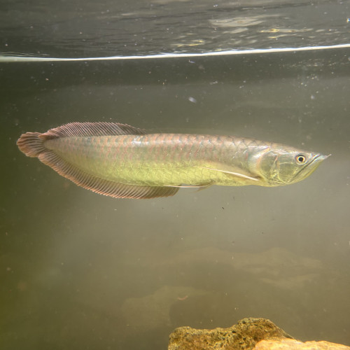 Arowana Argenté
