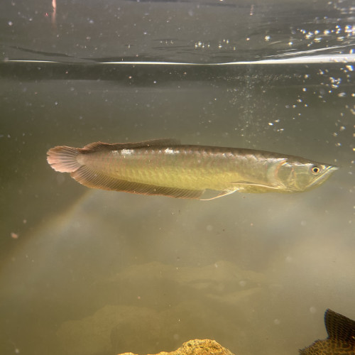 Arowana Argenté