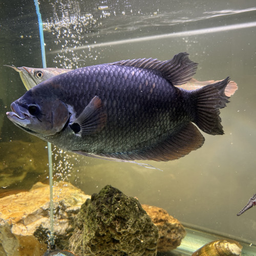 Gourami Géant
