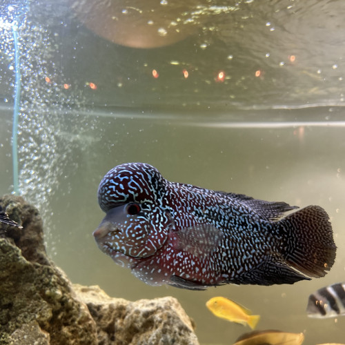 FlowerHorn