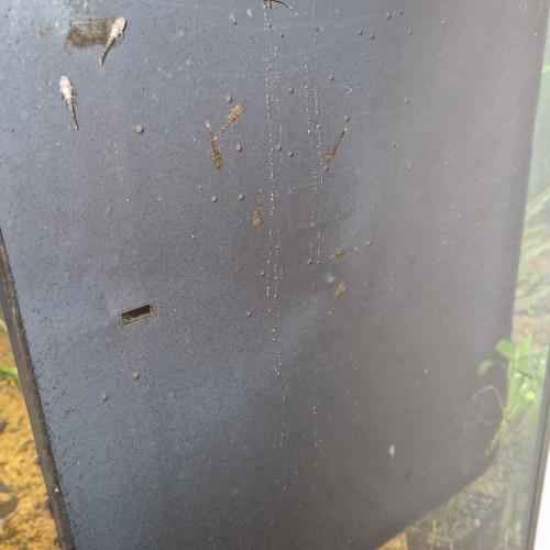 Don alvins ancistrus