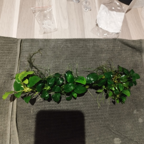 Anubias
