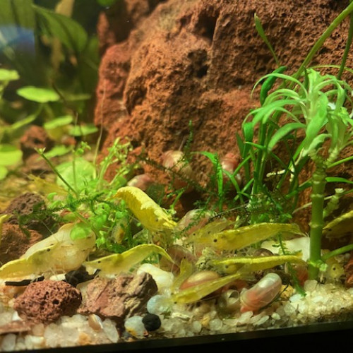 Néocaridinas néon jaunes