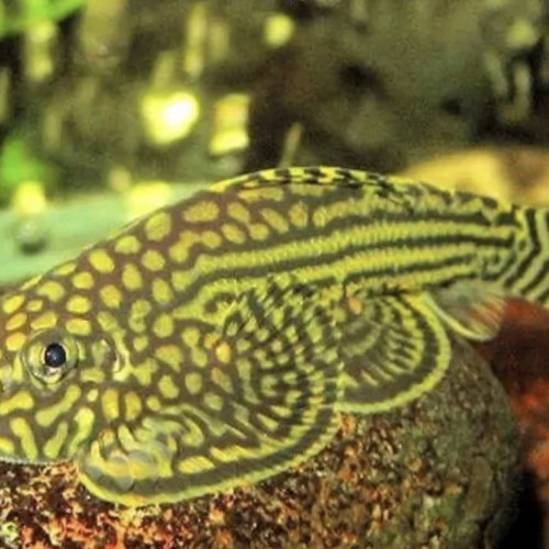 Jeunes Sewellia lineolata