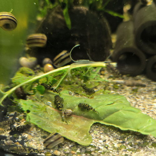 Jeunes Sewellia lineolata