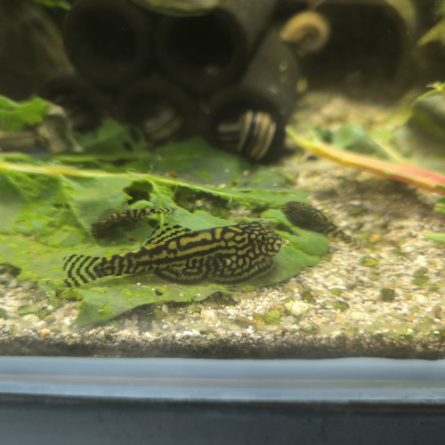 Jeunes Sewellia lineolata