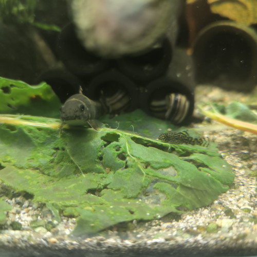 Jeunes Sewellia lineolata