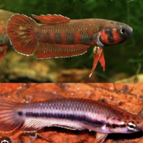 Bettas rubra