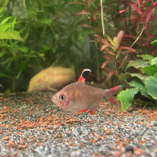 Don tétras fantôme et un rose