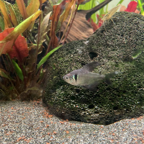 Don tétras fantôme et un rose