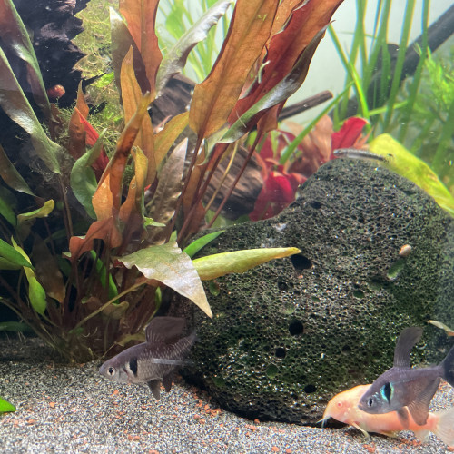 Don tétras fantôme et un rose