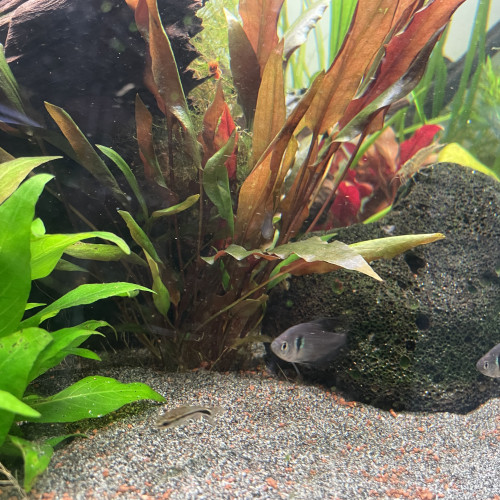 Don tétras fantôme et un rose