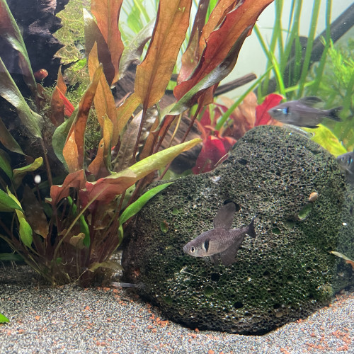 Don tétras fantôme et un rose