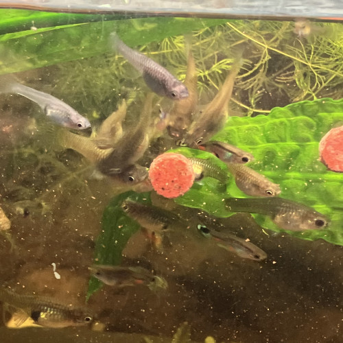 Endler /guppy/ancistrus/plantés epiphytes