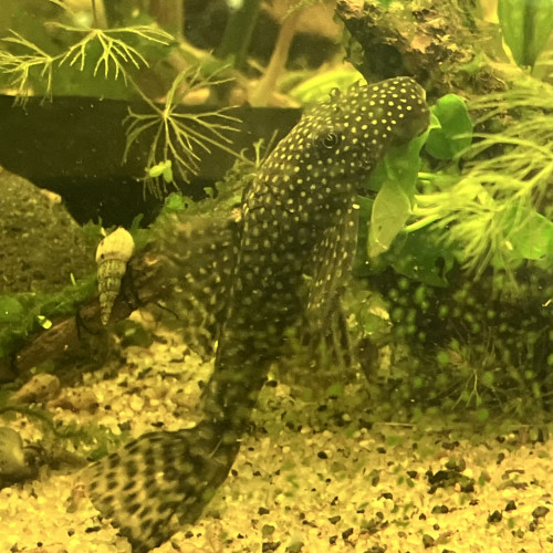 Endler /guppy/ancistrus/plantés epiphytes