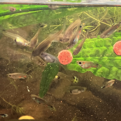 Endler /guppy/ancistrus/plantés epiphytes