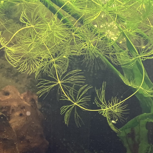 Endler /guppy/ancistrus/plantés epiphytes