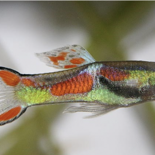 Guppy Endler
