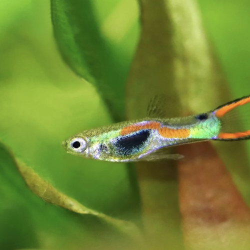 Guppy Endler