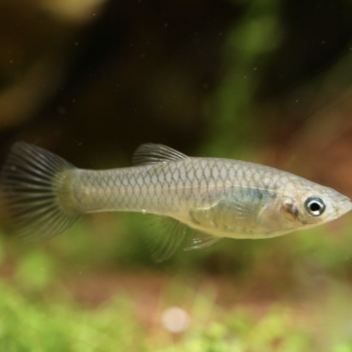 Guppy Endler