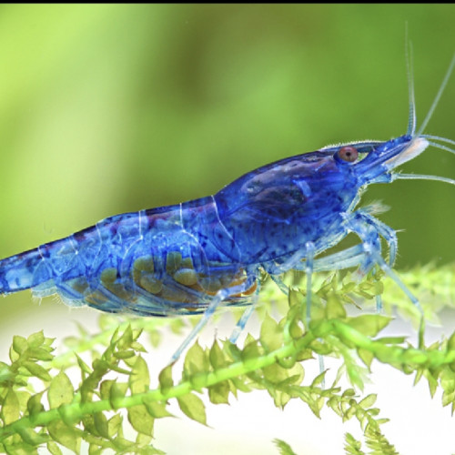 Crevettes Blue Velvet