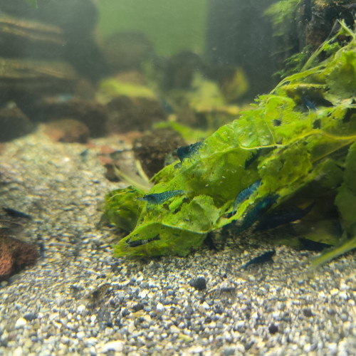 Crevettes Blue Velvet