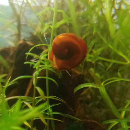 Planorbes red (orange)