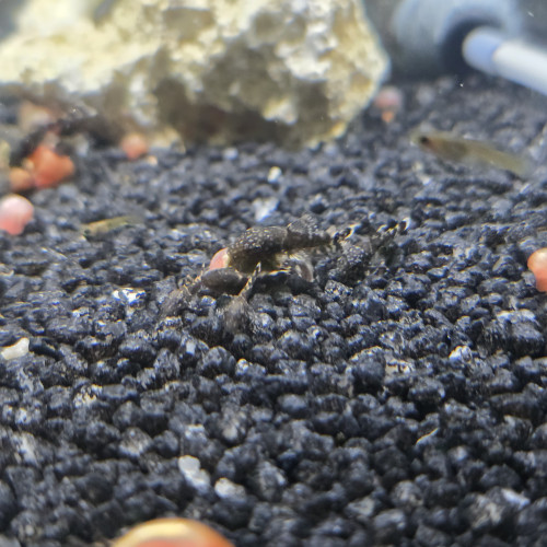 Ancistrus dolichopterus