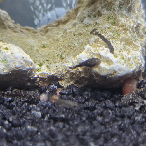 Ancistrus dolichopterus